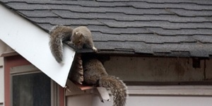 Animal-damage-repairs